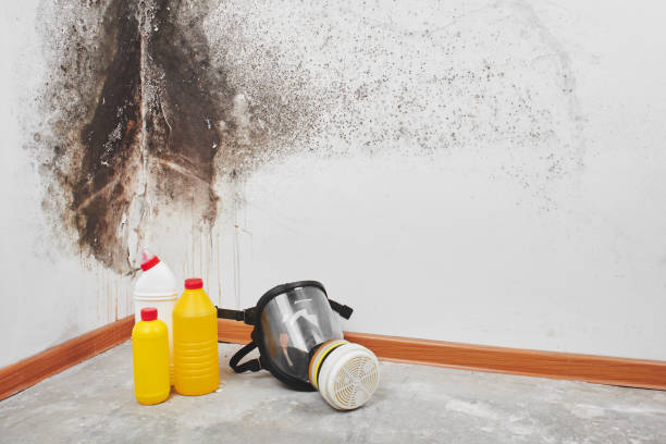 Best Black Mold Removal  in Urania, LA