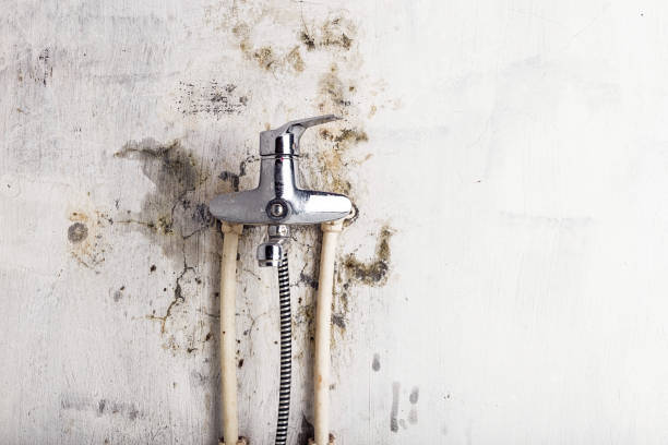 Best Mold Testing  in Urania, LA