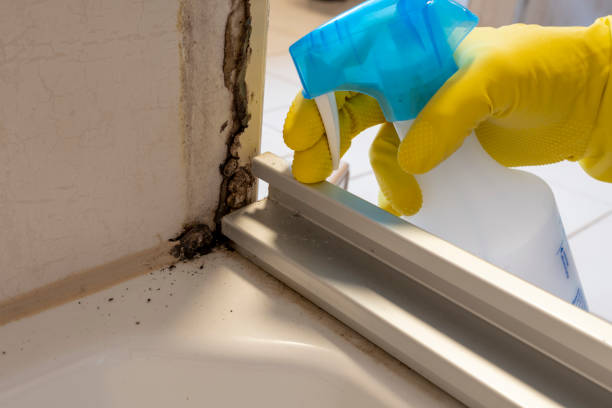 Best Mold Removal Specialists  in Urania, LA