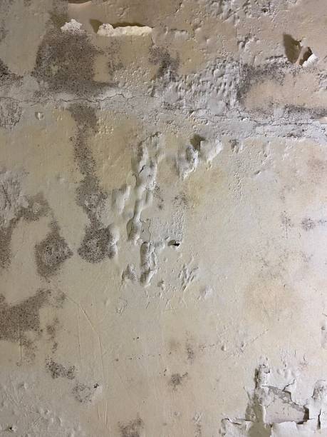 Best Certified Mold Removal  in Urania, LA