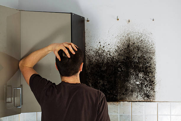 Best Local Mold Removal Service  in Urania, LA